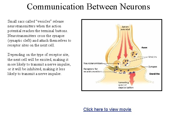 Communication Between Neurons Small sacs called “vesicles” release neurotransmitters when the action potential reaches