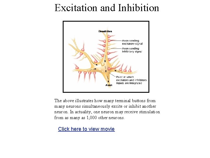 Excitation and Inhibition The above illustrates how many terminal buttons from many neurons simultaneously