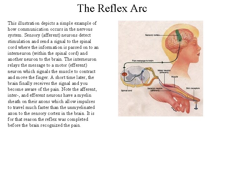 The Reflex Arc This illustration depicts a simple example of how communication occurs in