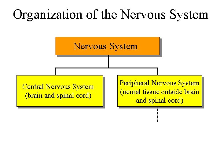 Organization of the Nervous System Central Nervous System (brain and spinal cord) Peripheral Nervous