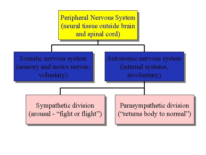 Peripheral Nervous System (neural tissue outside brain and spinal cord) Somatic nervous system (sensory