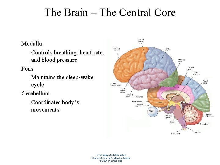 The Brain – The Central Core l l l Medulla – Controls breathing, heart
