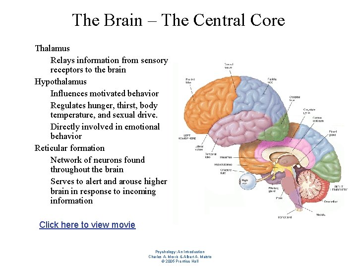The Brain – The Central Core l l l Thalamus – Relays information from