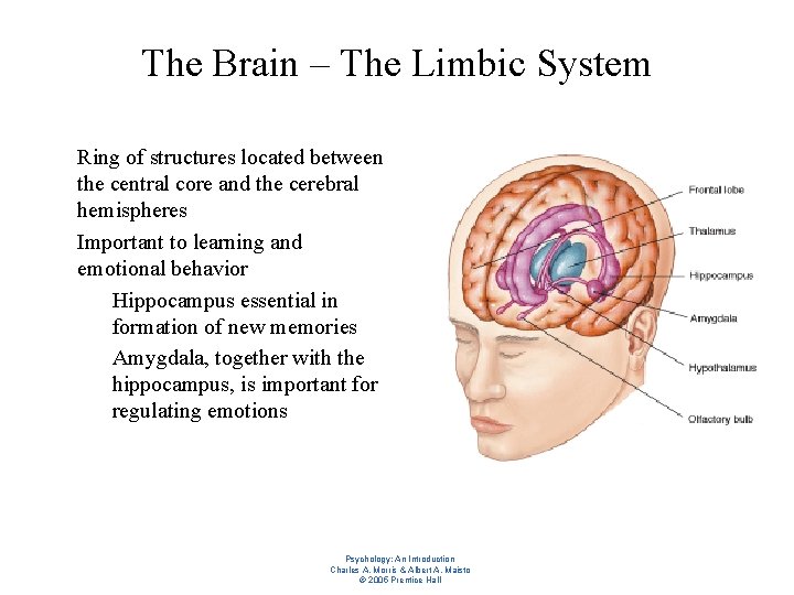 The Brain – The Limbic System l l Ring of structures located between the