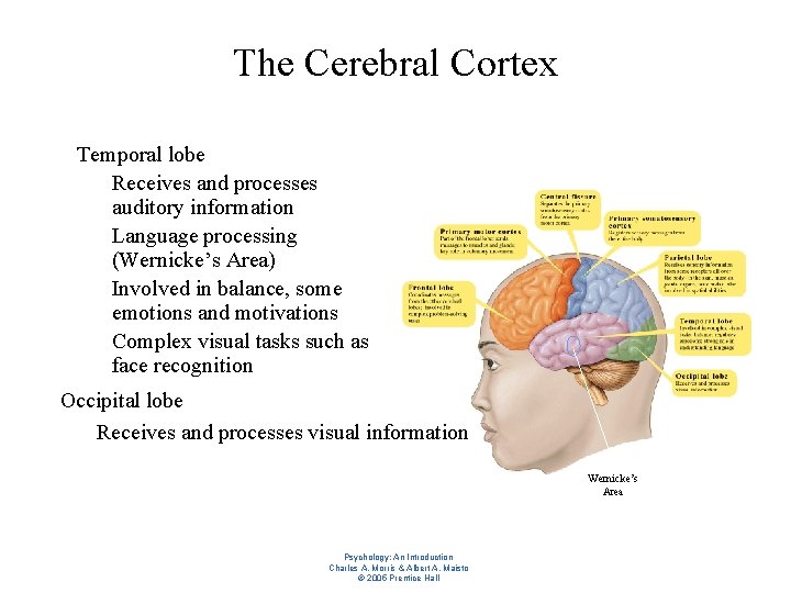 The Cerebral Cortex l Temporal lobe – Receives and processes auditory information – Language