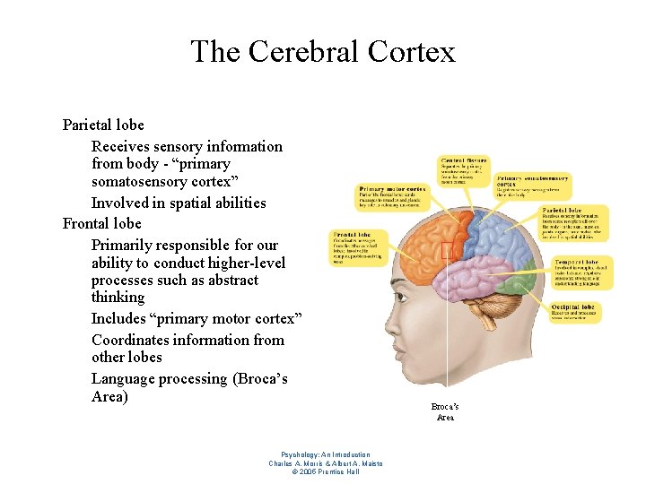 The Cerebral Cortex l l Parietal lobe – Receives sensory information from body -