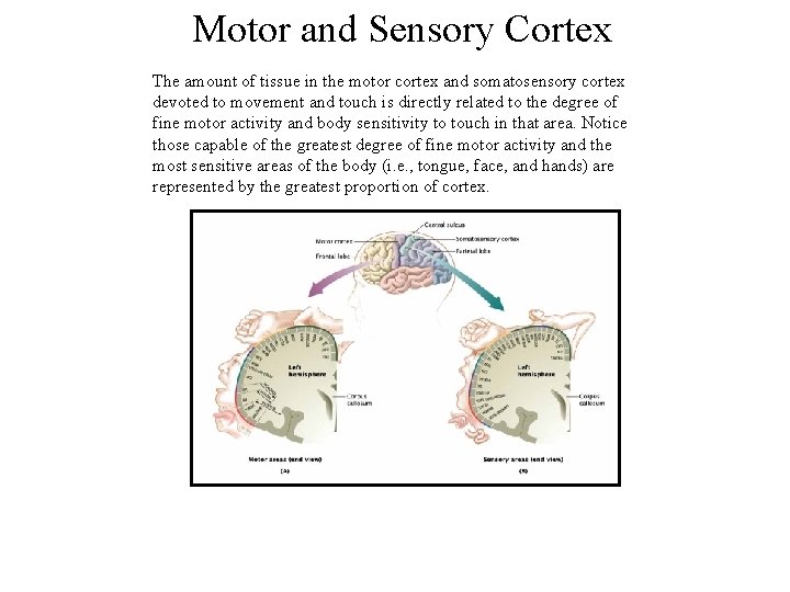 Motor and Sensory Cortex The amount of tissue in the motor cortex and somatosensory