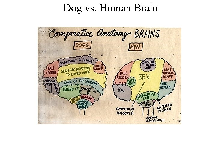 Dog vs. Human Brain 