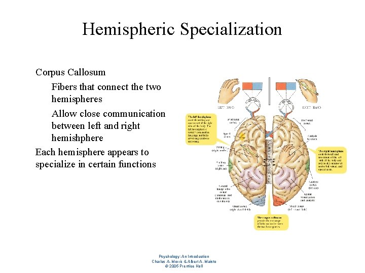 Hemispheric Specialization l l Corpus Callosum – Fibers that connect the two hemispheres –