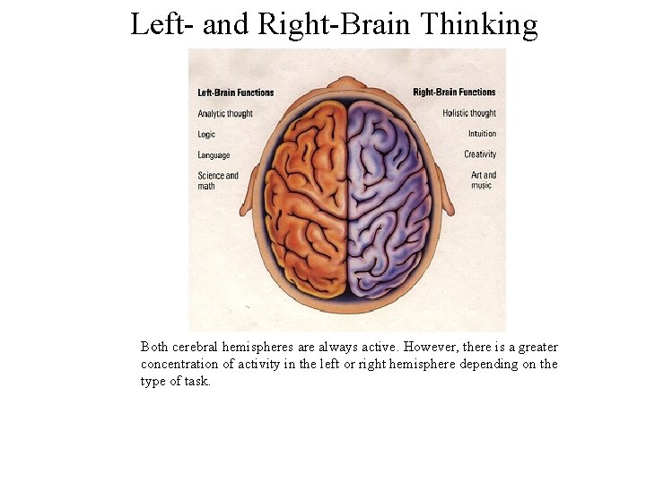 Left- and Right-Brain Thinking Both cerebral hemispheres are always active. However, there is a