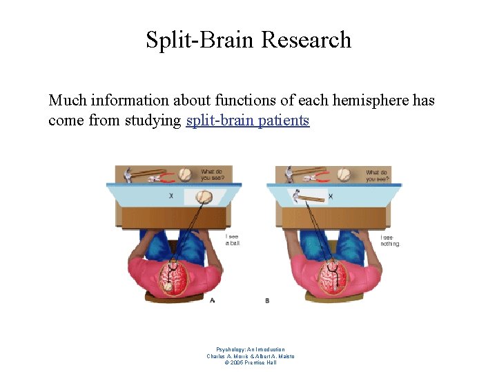 Split-Brain Research l Much information about functions of each hemisphere has come from studying