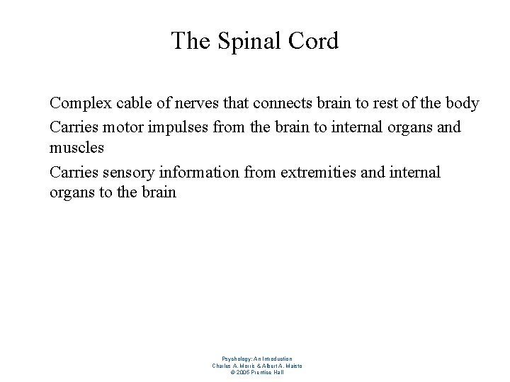 The Spinal Cord l l l Complex cable of nerves that connects brain to