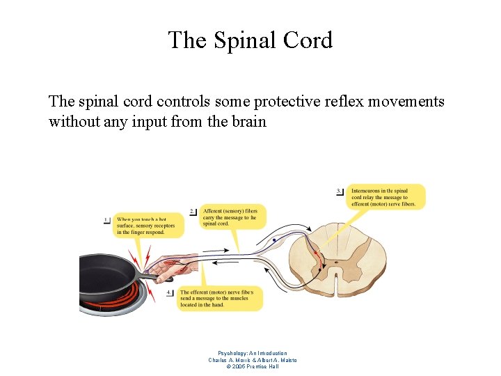 The Spinal Cord l The spinal cord controls some protective reflex movements without any