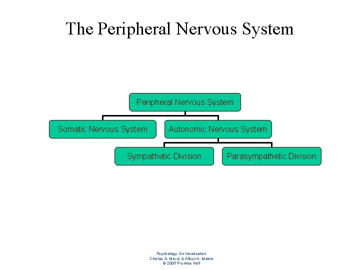 The Peripheral Nervous System Somatic Nervous System Autonomic Nervous System Sympathetic Division Psychology: An