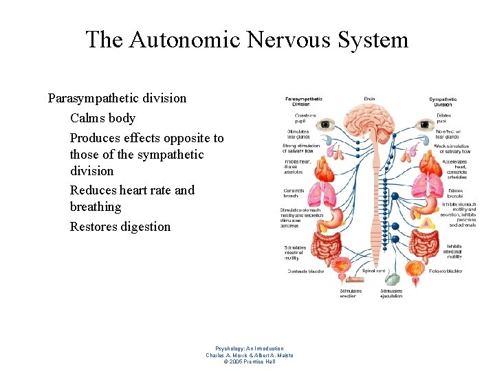 The Autonomic Nervous System l Parasympathetic division – Calms body – Produces effects opposite