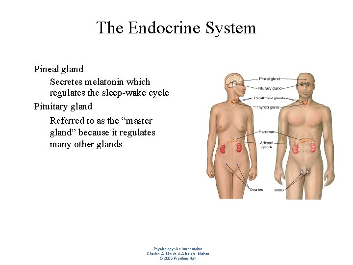 The Endocrine System l l Pineal gland – Secretes melatonin which regulates the sleep-wake