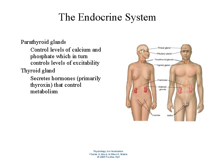 The Endocrine System l l Parathyroid glands – Control levels of calcium and phosphate