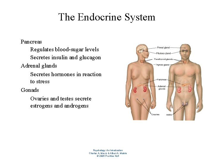 The Endocrine System l l l Pancreas – Regulates blood-sugar levels – Secretes insulin