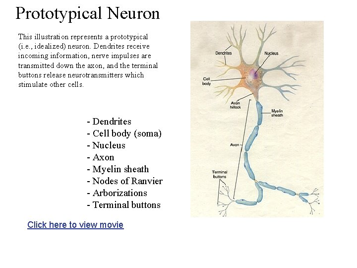 Prototypical Neuron This illustration represents a prototypical (i. e. , idealized) neuron. Dendrites receive