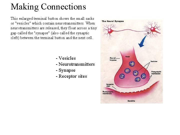 Making Connections This enlarged terminal button shows the small sacks or "vesicles" which contain