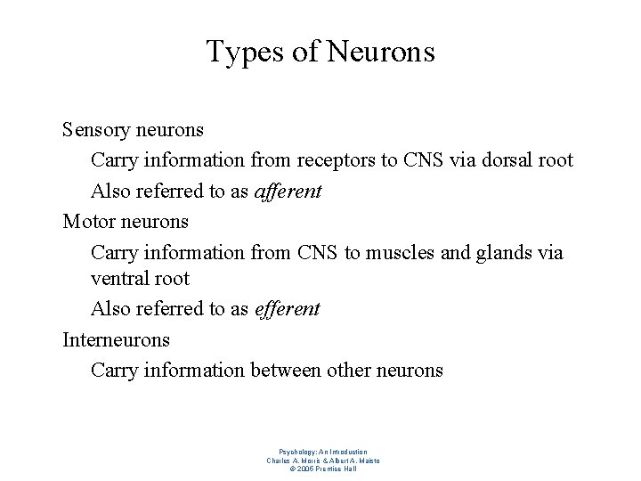 Types of Neurons l l l Sensory neurons – Carry information from receptors to