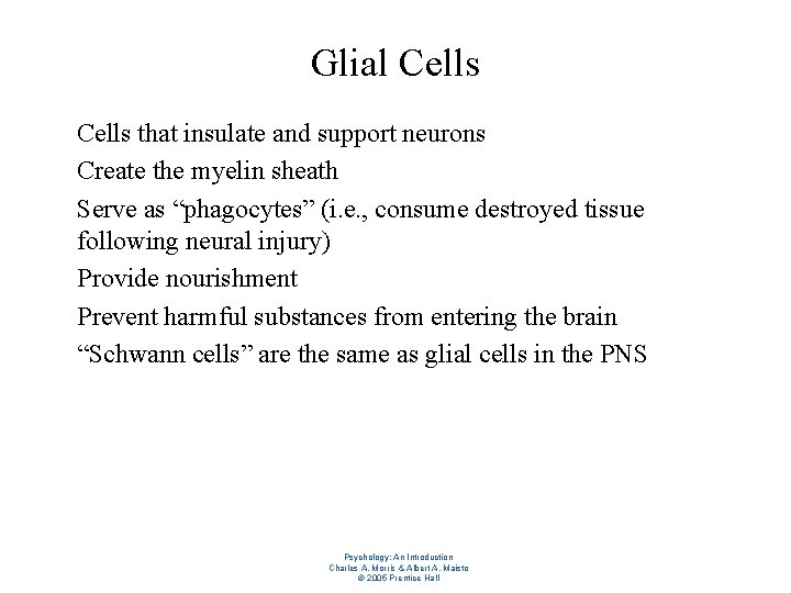 Glial Cells l l l Cells that insulate and support neurons Create the myelin