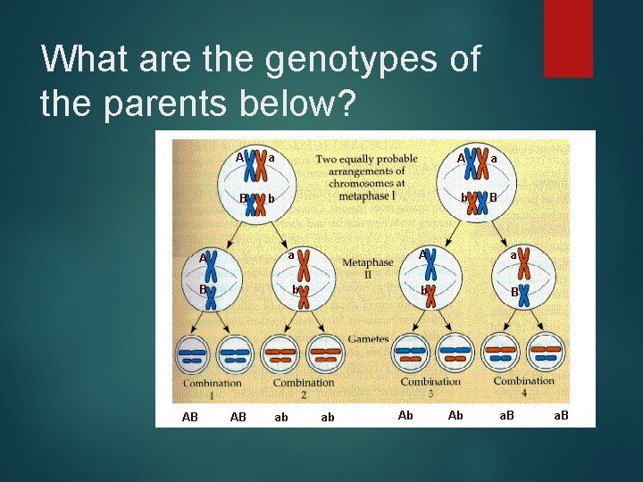 What are the genotypes of the parents below? 