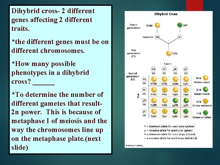 Dihybrid cross- 2 different genes affecting 2 different traits. *the different genes must be