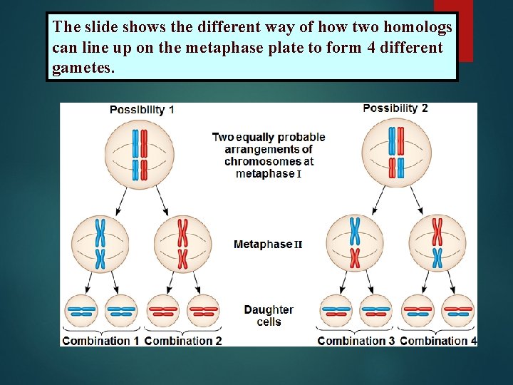 The slide shows the different way of how two homologs can line up on
