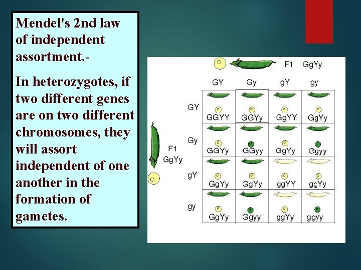 Mendel's 2 nd law of independent assortment. In heterozygotes, if two different genes are