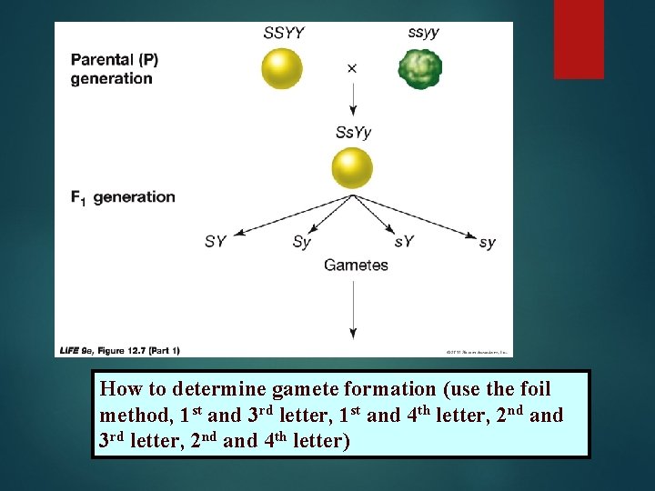 How to determine gamete formation (use the foil method, 1 st and 3 rd