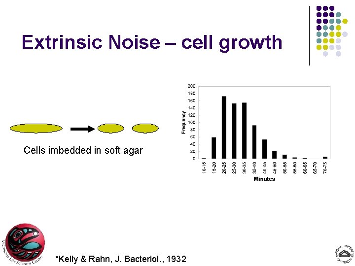 Extrinsic Noise – cell growth Cells imbedded in soft agar *Kelly & Rahn, J.