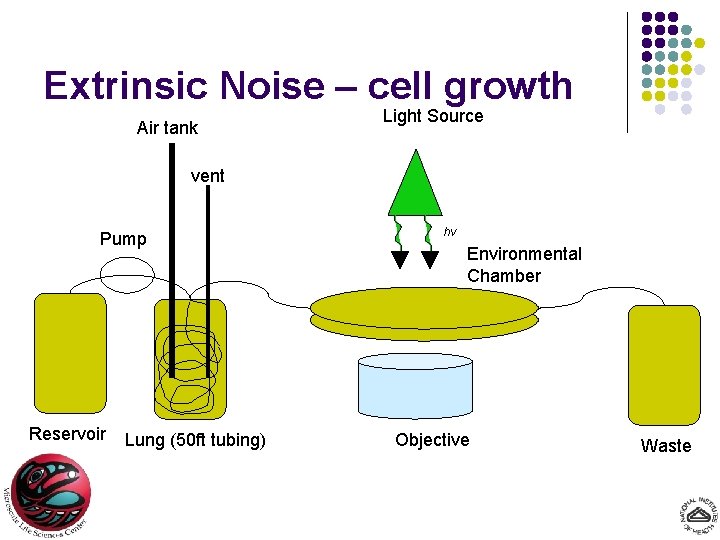 Extrinsic Noise – cell growth Air tank Light Source vent Pump Reservoir Lung (50