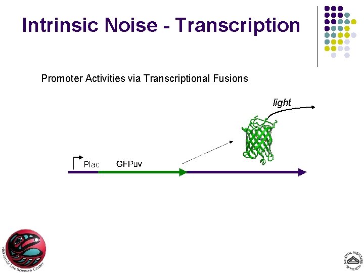 Intrinsic Noise - Transcription Promoter Activities via Transcriptional Fusions light Plac 