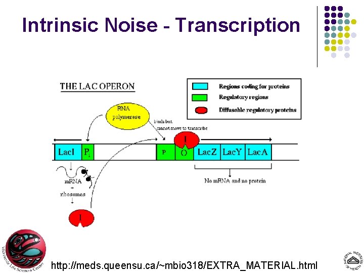 Intrinsic Noise - Transcription http: //meds. queensu. ca/~mbio 318/EXTRA_MATERIAL. html 