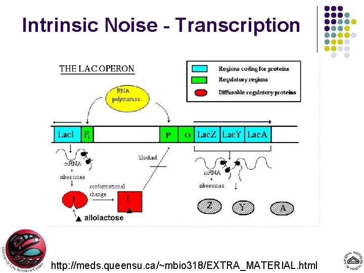 Intrinsic Noise - Transcription http: //meds. queensu. ca/~mbio 318/EXTRA_MATERIAL. html 