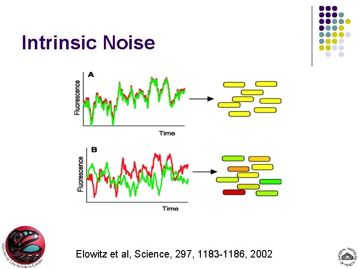 Intrinsic Noise Elowitz et al, Science, 297, 1183 -1186, 2002 