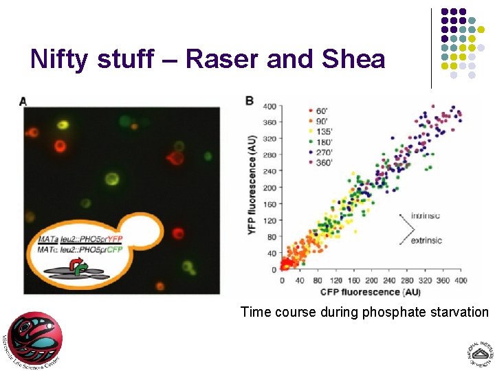 Nifty stuff – Raser and Shea Time course during phosphate starvation 