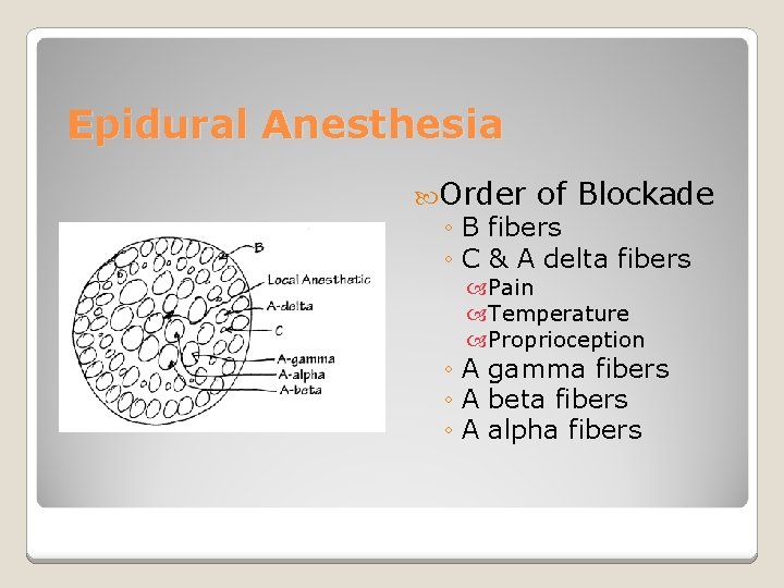 Epidural Anesthesia Order of Blockade ◦ B fibers ◦ C & A delta fibers