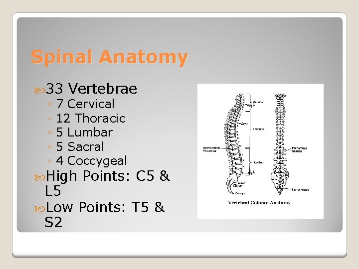 Spinal Anatomy 33 Vertebrae ◦ 7 Cervical ◦ 12 Thoracic ◦ 5 Lumbar ◦