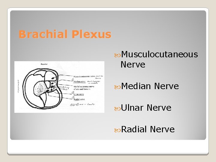 Brachial Plexus Musculocutaneous Nerve Median Ulnar Nerve Radial Nerve 