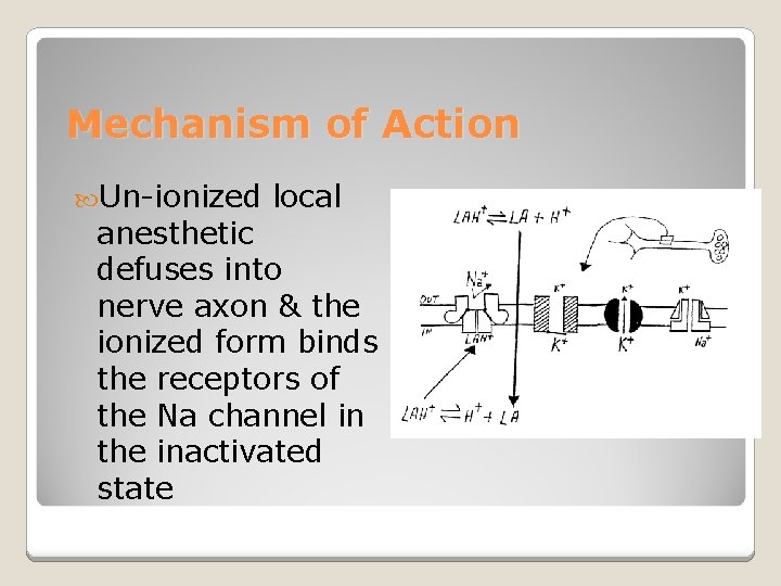 Mechanism of Action Un-ionized local anesthetic defuses into nerve axon & the ionized form