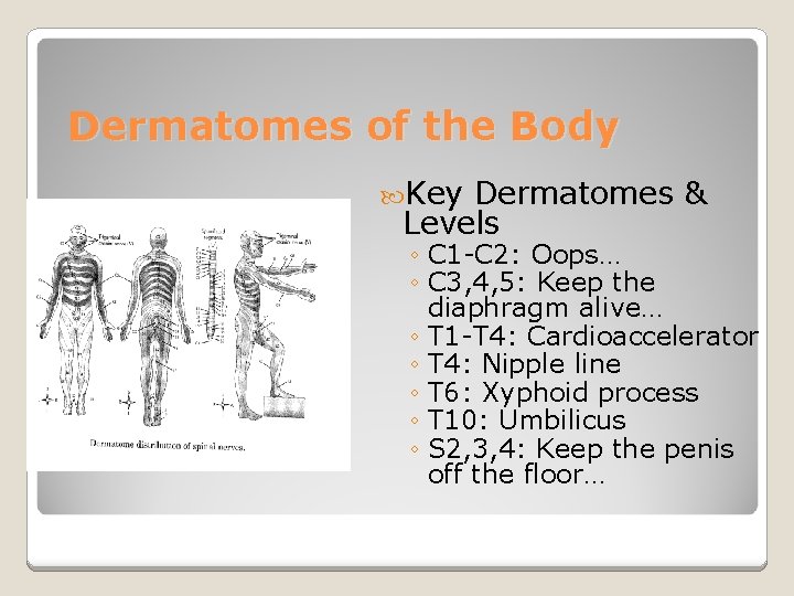 Dermatomes of the Body Key Dermatomes & Levels ◦ C 1 -C 2: Oops…