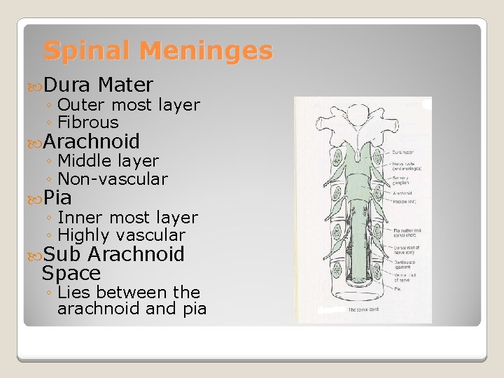 Spinal Meninges Dura Mater ◦ Outer most layer ◦ Fibrous Arachnoid ◦ Middle layer