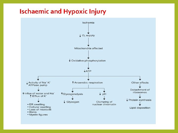 Ischaemic and Hypoxic Injury 