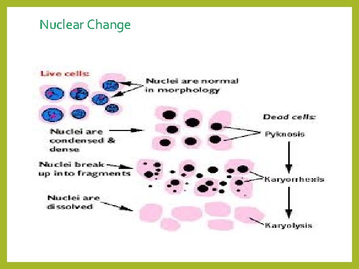 Nuclear Change 