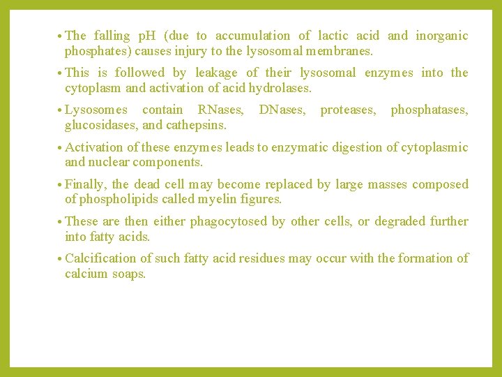  • The falling p. H (due to accumulation of lactic acid and inorganic