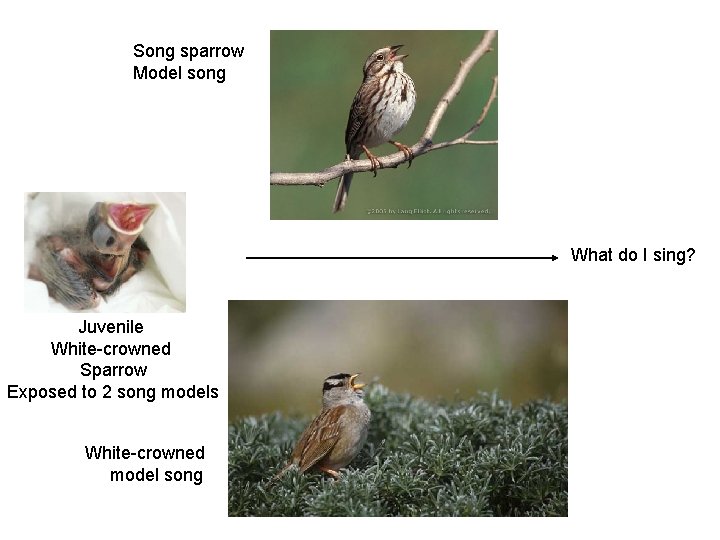 Song sparrow Model song What do I sing? Juvenile White-crowned Sparrow Exposed to 2
