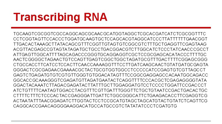 Transcribing RNA TGCAAGTCGCGGTCGCCAGGCAGCGCAACGCATGGTAGGCTCGCACGATCATCTCGCGGTTTC CCTCGGTAGTTCCACCCTGGATGCAAGTGCTCCAGCACGTAGGCATCCCTTATTTTTTGAACGGT TTGACACTAAAGCTTATACAGCGTTTCGGTTGTAGTGTCGGCGTCTTTGCTGAGGTTCGAGTAAG ACGTTACGAGCCGTAGTATAGATGCTGCCTGACGTCTTGGCATCTCCCTATCAACCCGCCT ATTGAGTTGGCATTTTAGCAGACCCGGGTGCAGGAGGTCGCTCCGCGAGCACATACCCTTTTGC AACTCGGGGCTAGAACTGTCCAGTTGAGTCGGCTAGATGCGTTTGACTTTTCGGAGCGGG CTGCCACCTTCATCCTCCACTTCAACCAAAAGGTTTCCTTGATCAAGCAACTGTATGATGCGAGTA GGGACTCGCGAGAACGAAAACGCTACTGCGTGGTGGCCTCCCCCATCCGAGTGTCGTTAGCCT GAGTCTGAGATGTGTCGTGTTGGGTGTGGACATAGTTTCCGGCGAGGAGCCACAATGGCAGACC GGCACCGCAAAGGGTCGAGATGTTAGATGAATACTCAGGTTTTCCCACGCTCGAGAGGGGTATA GGACTACAAATCTTAGACGAGATACTTATTTGCTTGGAGGATGTCCTCCCCTGGATTCCGACCCT ATCTGTTTTCAATAGTGGACCTACGTTTCGTTGATTTGGGTTCTGCTGTAATCCGACTGACACTGC