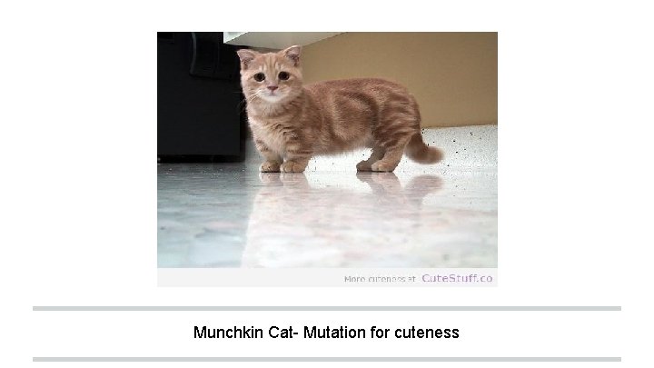 Munchkin Cat- Mutation for cuteness 